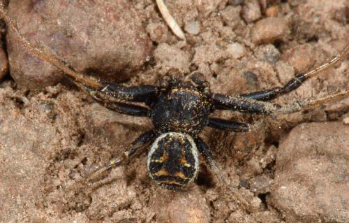 Réf. 344 296 : Xysticus sp.